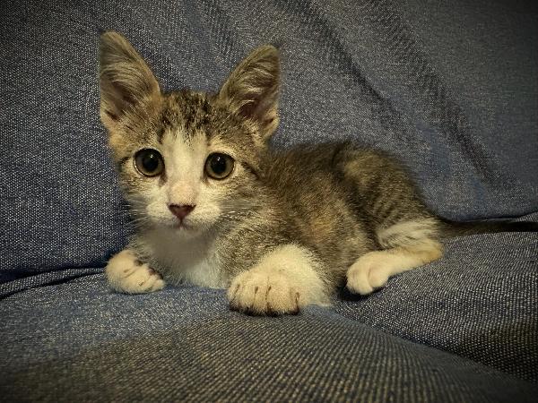Fortunata, Energica Gattina