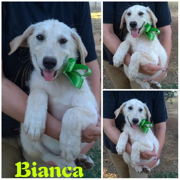 Bimba e i suoi fratelli in adozione aiutaci, a farli uscire dal box Foto 3