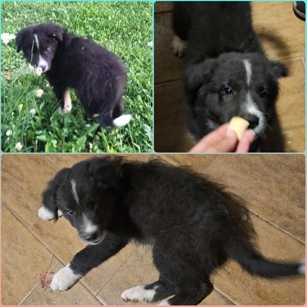 Una Mamma Per Oreo