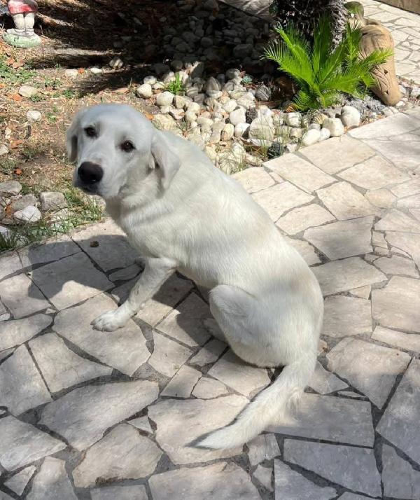 Cagnolina Incrocio Labrador/Maremmano