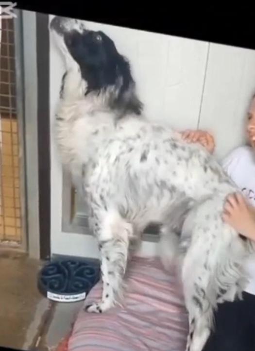 Setter 9/10anni IPOVEDENTE SOS BRESCIA Foto 5