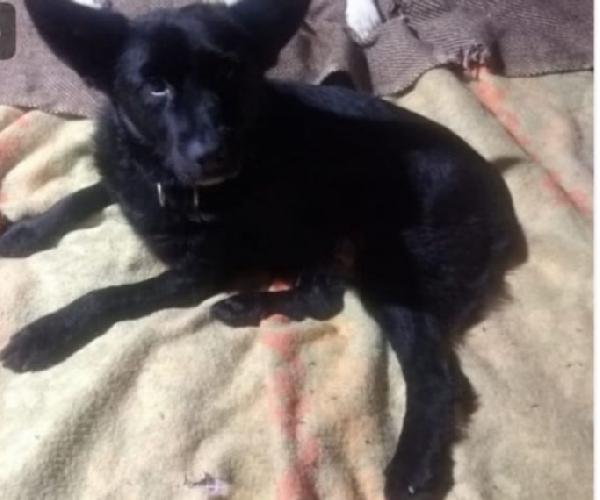 Nero,5Anni, Kg 7 Non Trova Casa.ovada(Al)