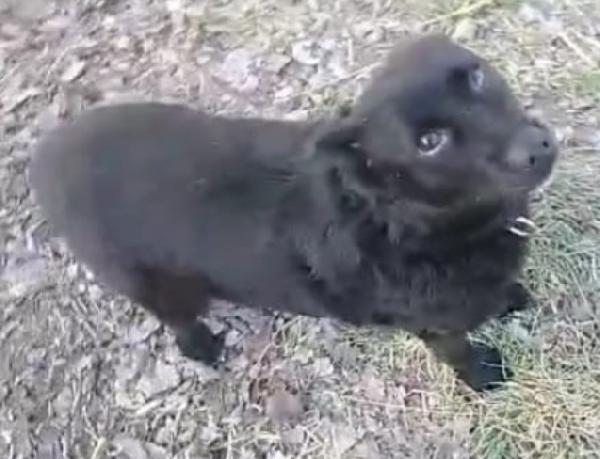Nero,5anni, kg 7 NON TROVA CASA.OVADA(AL) Foto 3