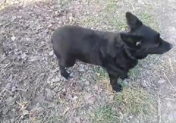 Nero,5anni, kg 7 NON TROVA CASA.OVADA(AL) Foto 5