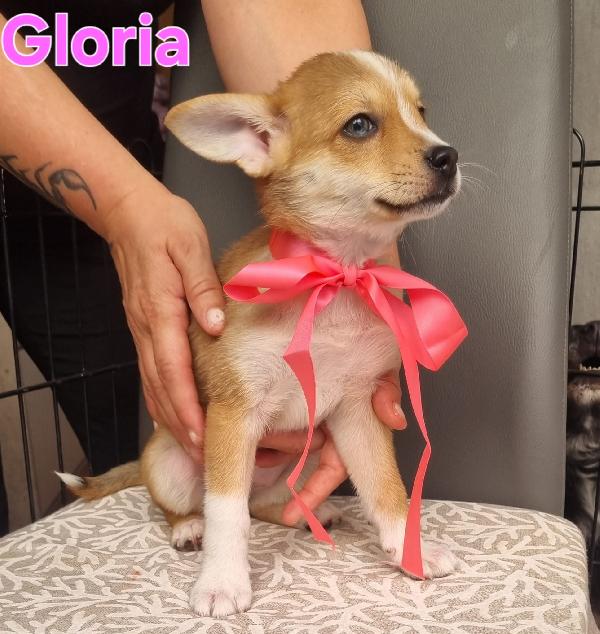 Gloria cucciola taglia piccola simil volpino Foto 2