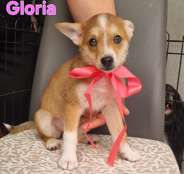 Gloria cucciola taglia piccola simil volpino Foto 3