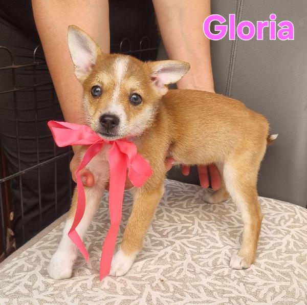 Gloria cucciola taglia piccola simil volpino Foto 4