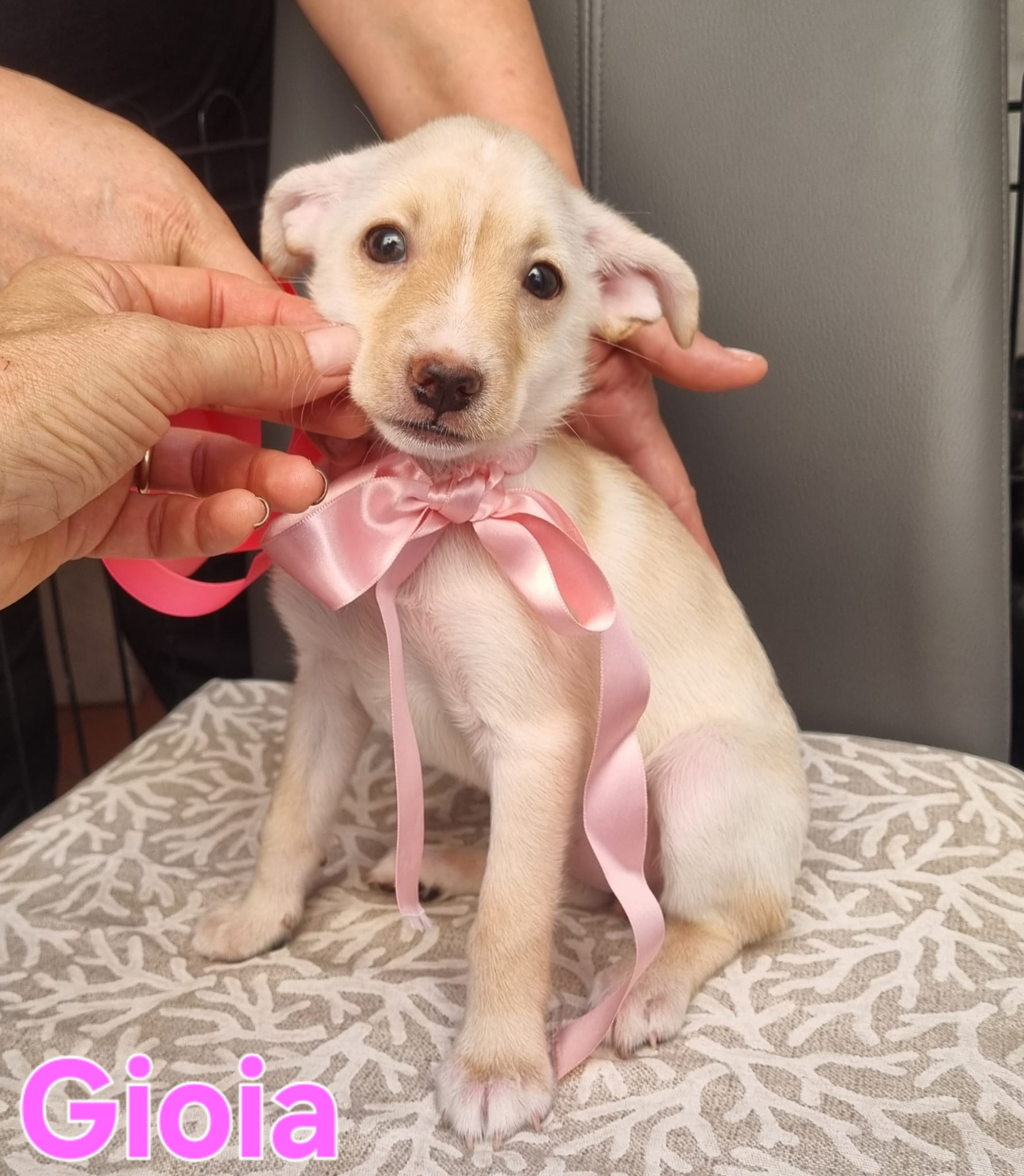 cuccioli di taglia piccola in regalo