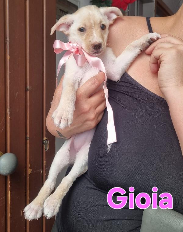 GIOIA cucciola taglia piccola simil volpino  Foto 4