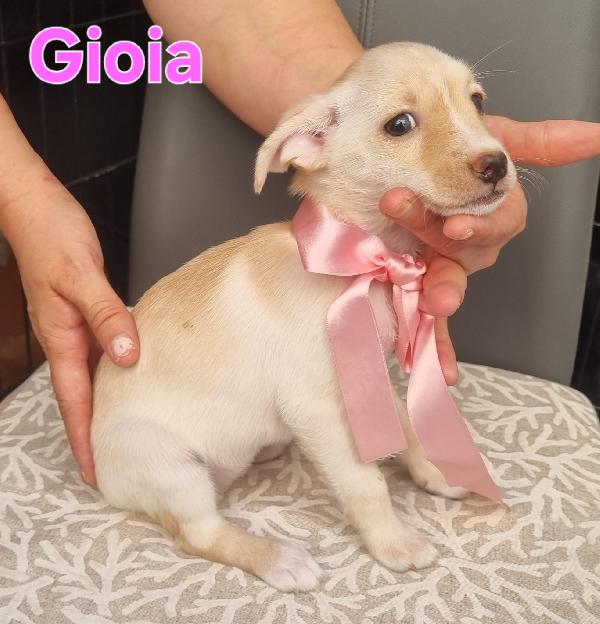 GIOIA cucciola taglia piccola simil volpino  Foto 5