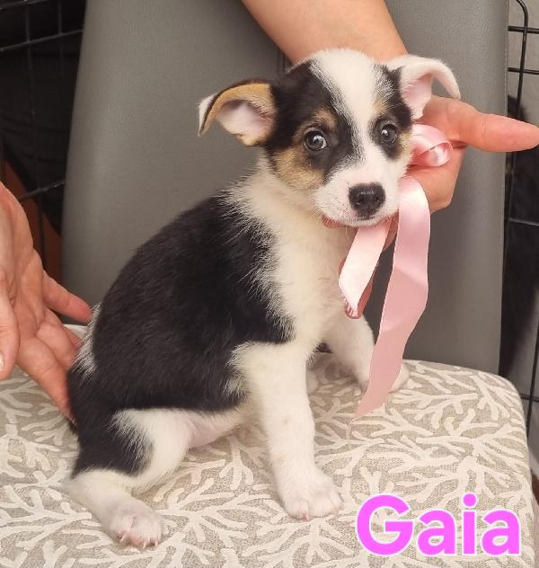 GAIA cucciola taglia piccola simil volpino  Foto 2