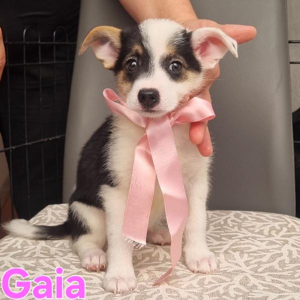 GAIA cucciola taglia piccola simil volpino  Foto 4