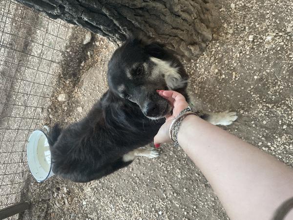 Stella cerca mamma  Foto 3