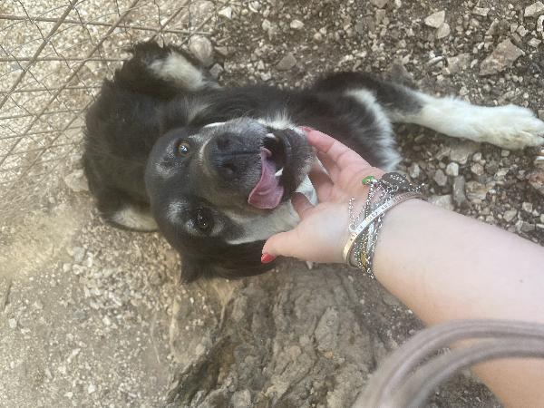 Stella cerca mamma  Foto 5