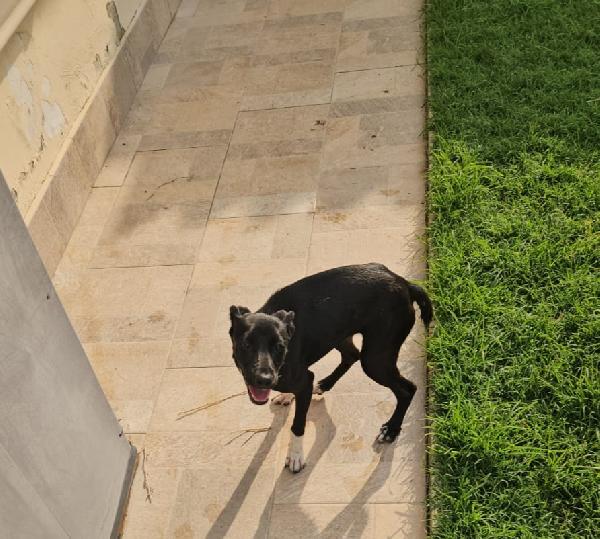 Beatrice: cucciolotta taglia contenuta socievole  Foto 8