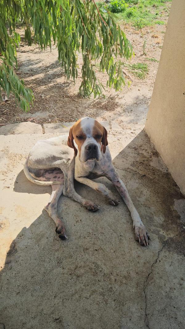 Mais: Pointer mansueto equilibrato dolce socievole  Foto 10