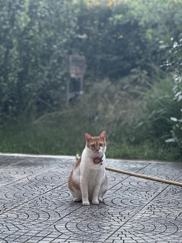 Simba 