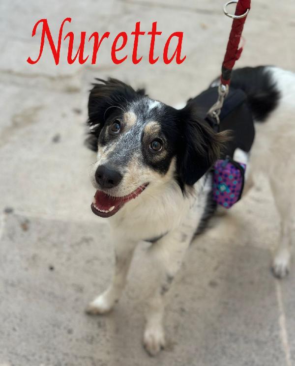 Nuretta, Adorabile Cucciola In Adozione!