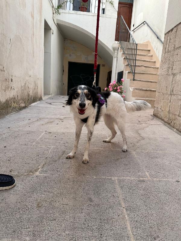 NURETTA, adorabile cucciola in adozione! Foto 2