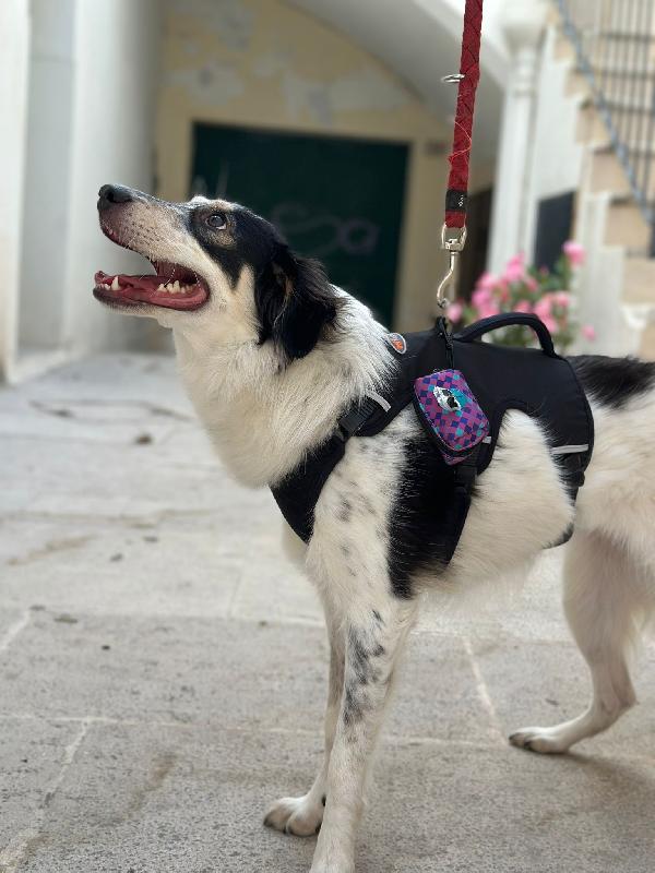 NURETTA, adorabile cucciola in adozione! Foto 4