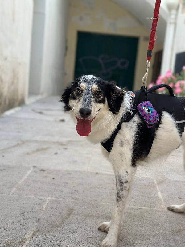 NURETTA, adorabile cucciola in adozione! Foto 5