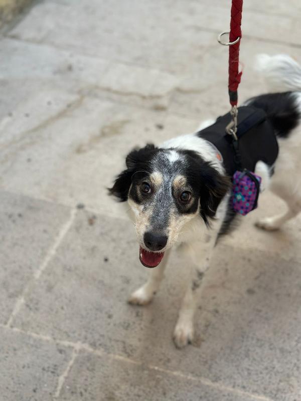 NURETTA, adorabile cucciola in adozione! Foto 6