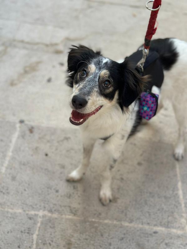 NURETTA, adorabile cucciola in adozione! Foto 7