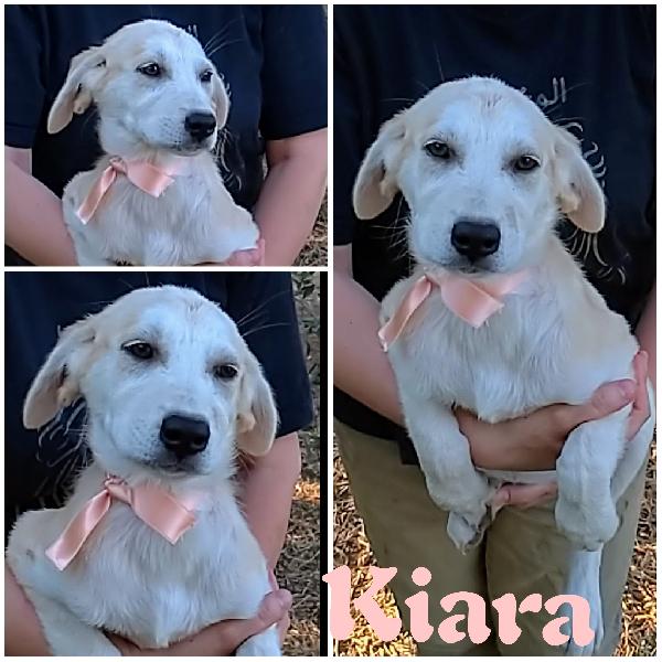 Aiutaci A Trovare Casa.. Cucciolotti In Adozione 