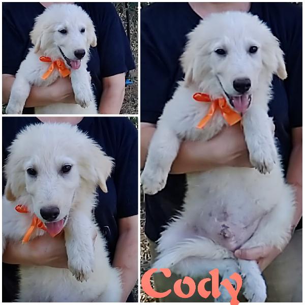 Aiutaci a trovare casa.. Cucciolotti in adozione  Foto 2