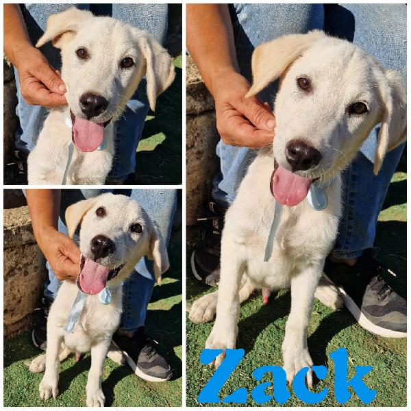 Aiutaci a trovare casa.. Cucciolotti in adozione  Foto 3