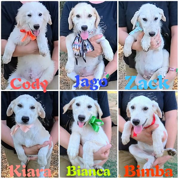 Aiutaci a trovare casa.. Cucciolotti in adozione  Foto 4