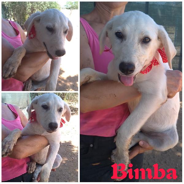 Aiutaci a trovare casa.. Cucciolotti in adozione  Foto 5