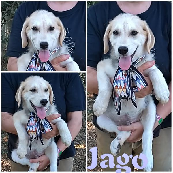 Aiutaci a trovare casa.. Cucciolotti in adozione  Foto 7