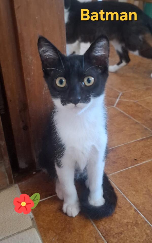 Batman Gattino 3 Mesi Cerca Casa 