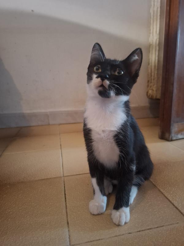 BATMAN gattino 3 mesi cerca casa  Foto 2