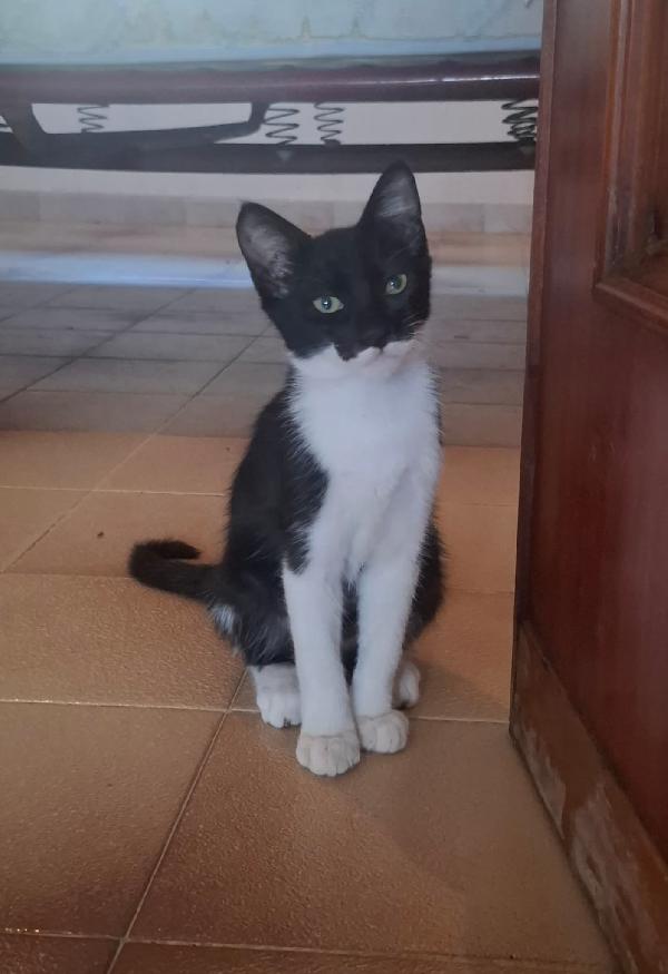 BATMAN gattino 3 mesi cerca casa  Foto 3