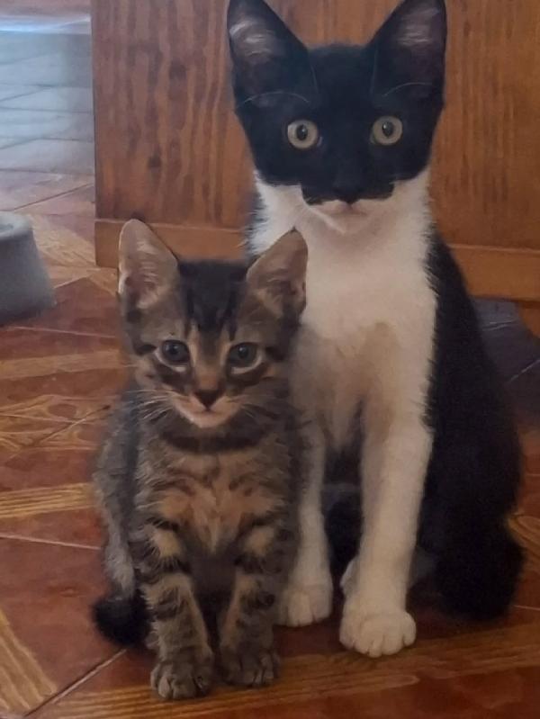 ROBIN gattino 2 mesi cerca casa - adozione di un dolce micino Foto 1