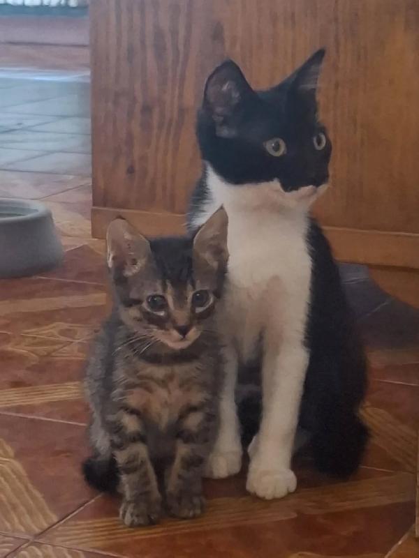 ROBIN gattino 2 mesi cerca casa - adozione di un dolce micino Foto 2