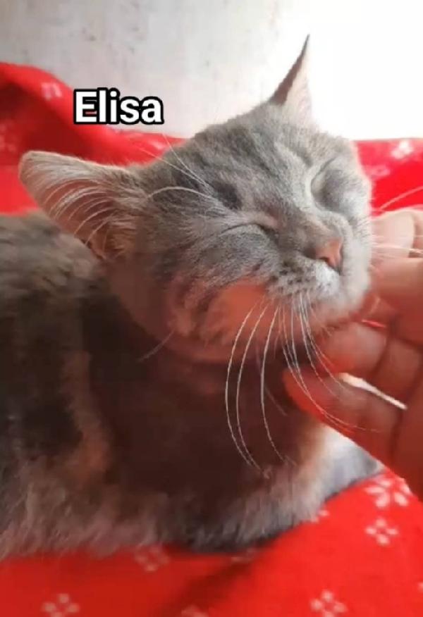 Elisa micia grigia 1anno SOS ROMA Foto 2