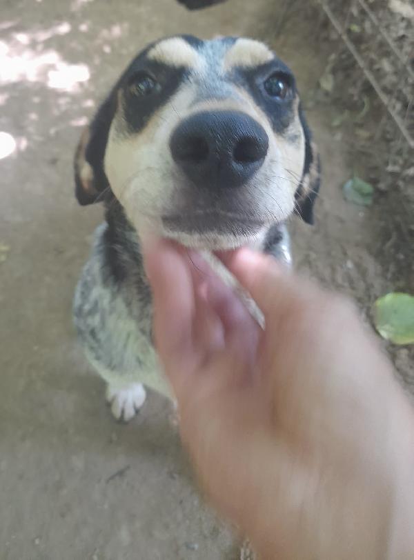 Sos Stallo Adozione Romeo Giovane Cagnolino 