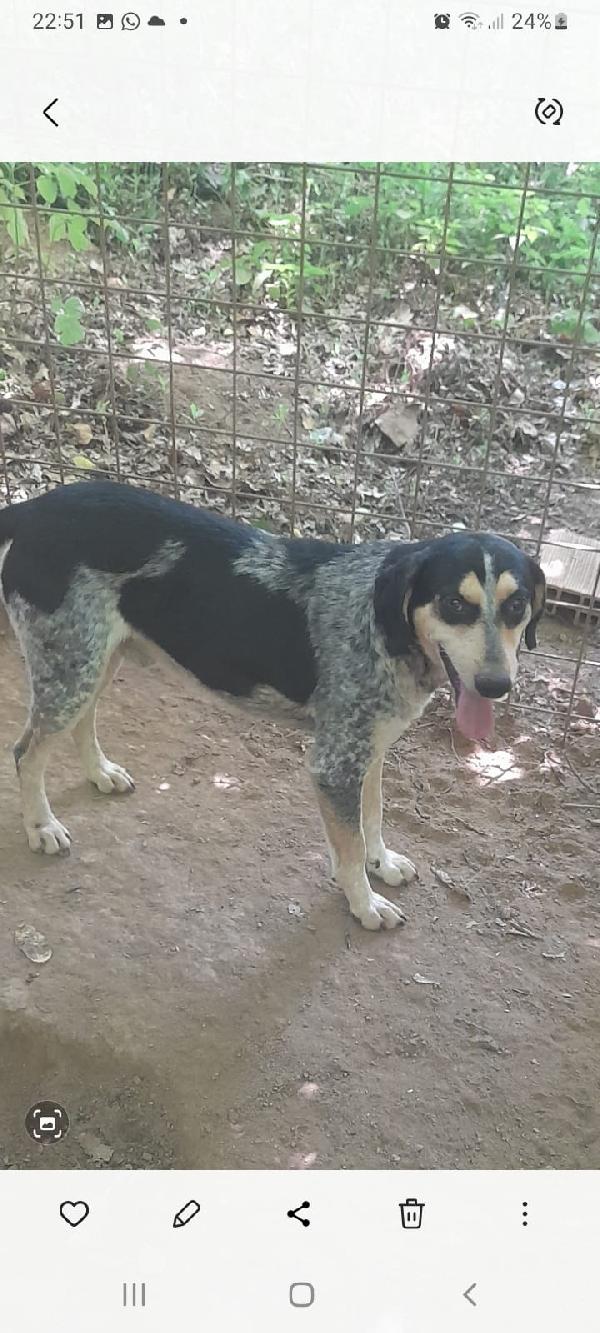 SOS STALLO ADOZIONE ROMEO GIOVANE CAGNOLINO  Foto 2