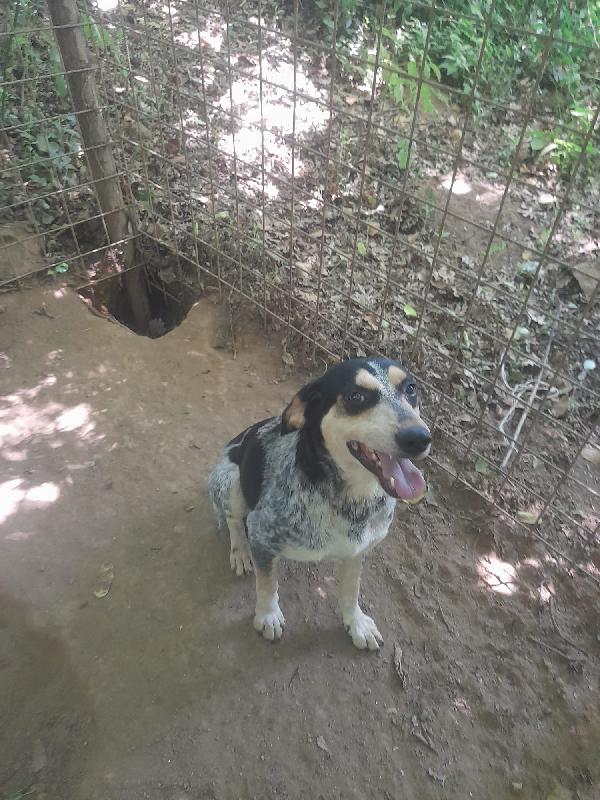SOS STALLO ADOZIONE ROMEO GIOVANE CAGNOLINO  Foto 3