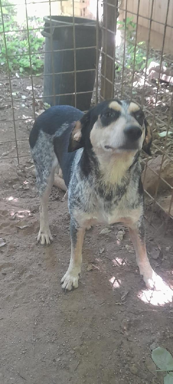 SOS STALLO ADOZIONE ROMEO GIOVANE CAGNOLINO  Foto 4