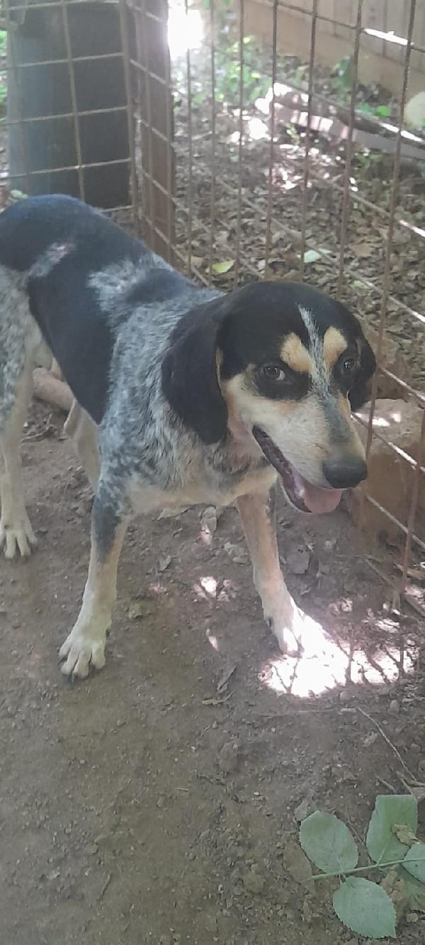 SOS STALLO ADOZIONE ROMEO GIOVANE CAGNOLINO  Foto 5
