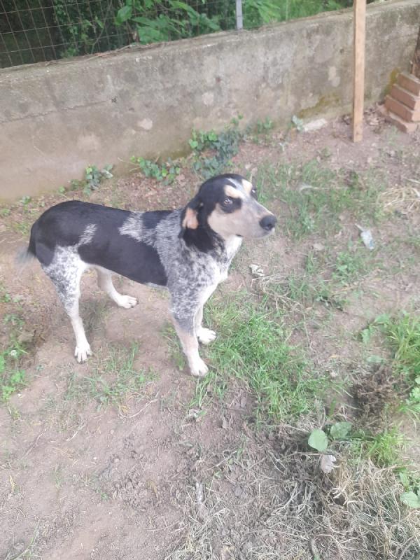 SOS STALLO ADOZIONE ROMEO GIOVANE CAGNOLINO  Foto 6