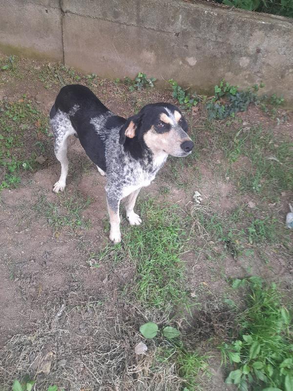 SOS STALLO ADOZIONE ROMEO GIOVANE CAGNOLINO  Foto 7