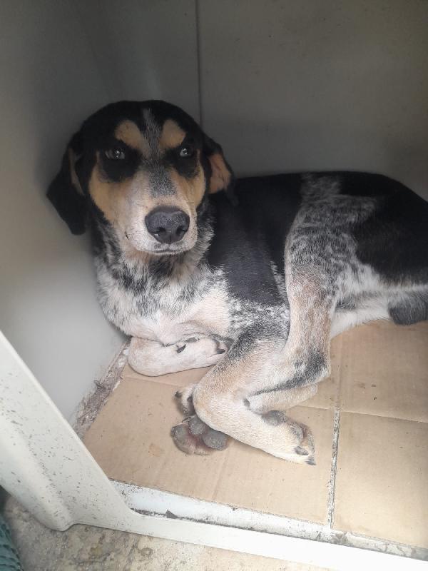 SOS STALLO ADOZIONE ROMEO GIOVANE CAGNOLINO  Foto 8