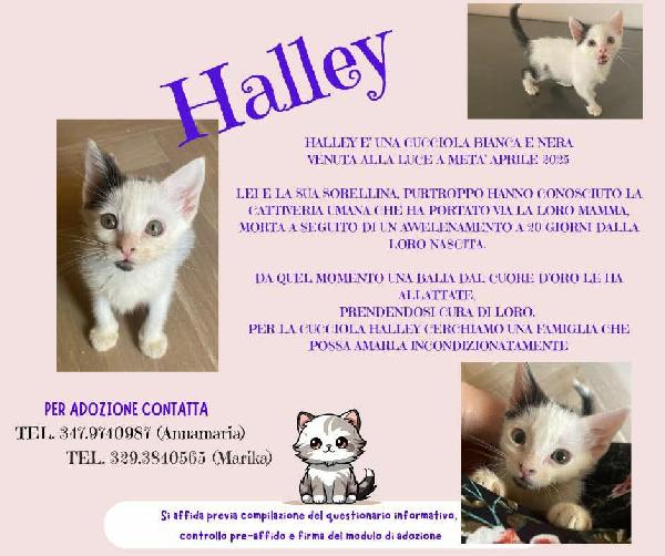 Halley, Adorabile Gattina In Adozione!