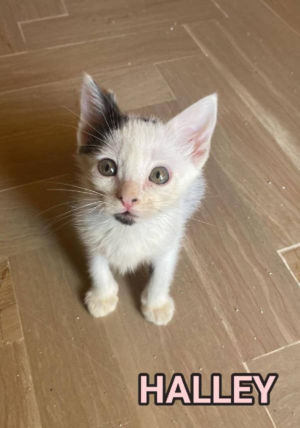 HALLEY, adorabile gattina in adozione! Foto 2