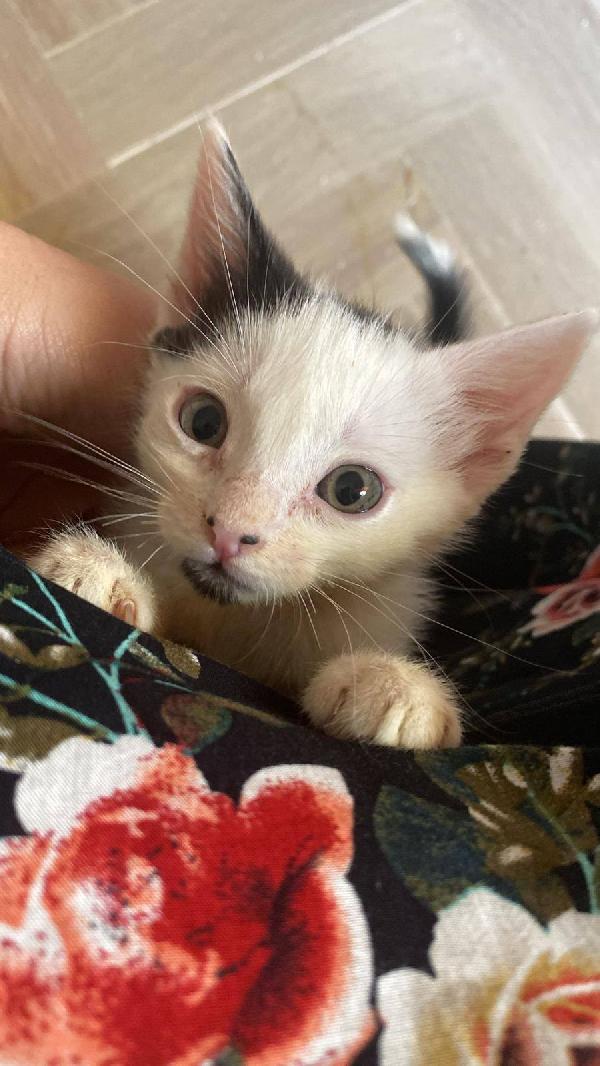 HALLEY, adorabile gattina in adozione! Foto 3